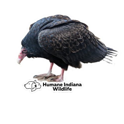 Ozzie, Turkey Vulture — Humane Indiana